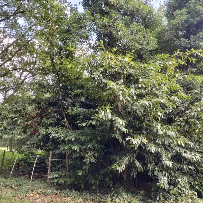 Verwilderter Bestand des Kirschlorbeers Große Pflanze des Kirschlorbeers außerhalb des Siedlungsgebiets