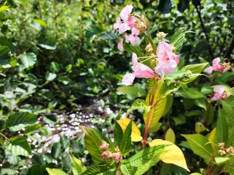 Drüsiges Springkraut (Impatiens glandulifera) Springkraut mit rosafarbigen Blüten an einem Bach