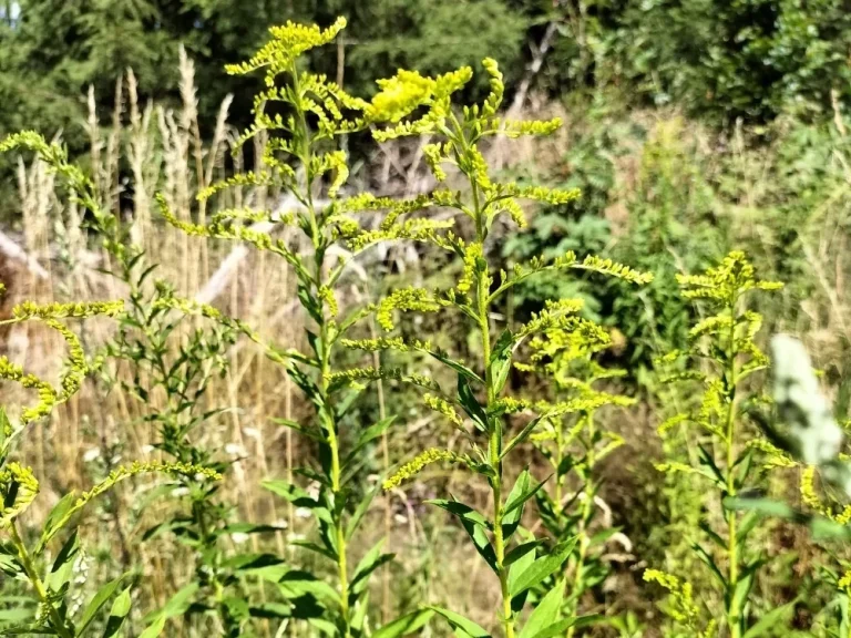 Goldruten (Solidago ssp.) Mehrere Pflanzen der Goldruten (Solidago ssp.) mit gelben Blüten