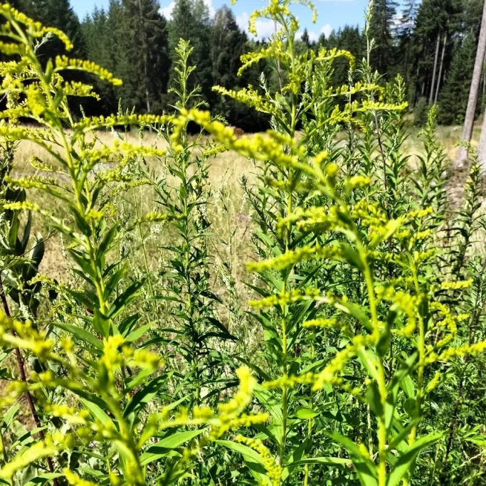 Bestand der invasiven Goldrute Blühende invasive Goldruten auf einer Wiese am Waldrand