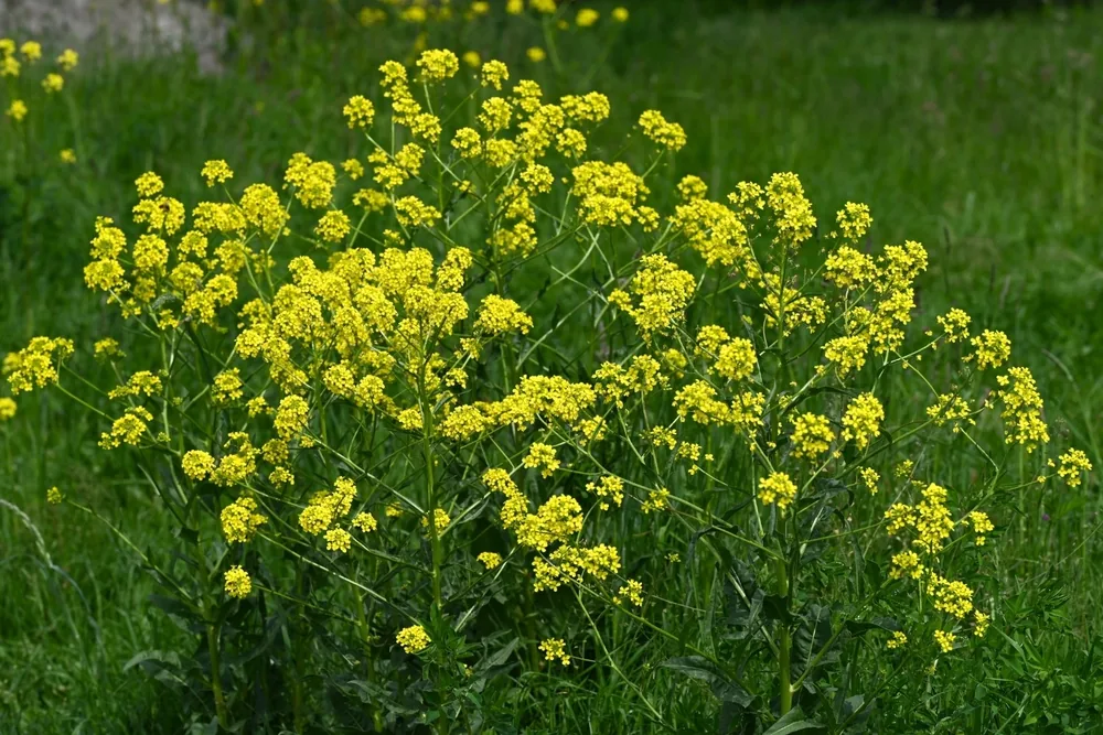 Konkurrenzstarker Wuchs... Orientalisches Zackenschötchen mit gelben Blüten auf einer Wiese