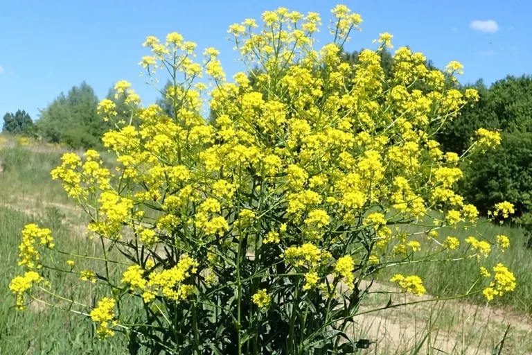 Orientalisches Zackenschötchen (Bunias orientalis) Orientalisches Zackenschötchen (Bunias orientalis) mit gelben Blüten