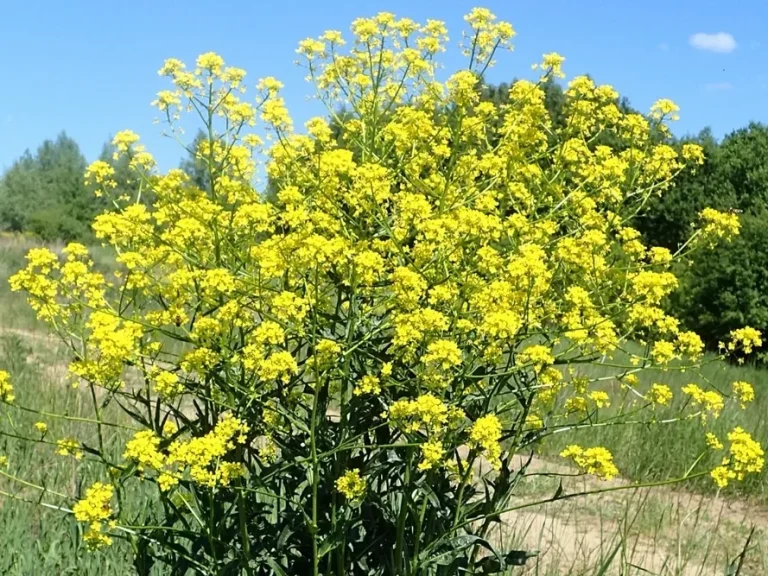 Orientalische Zackenschötchen (Bunias orientalis) Gelbe Blüten des Orientalischen Zackenschötchens
