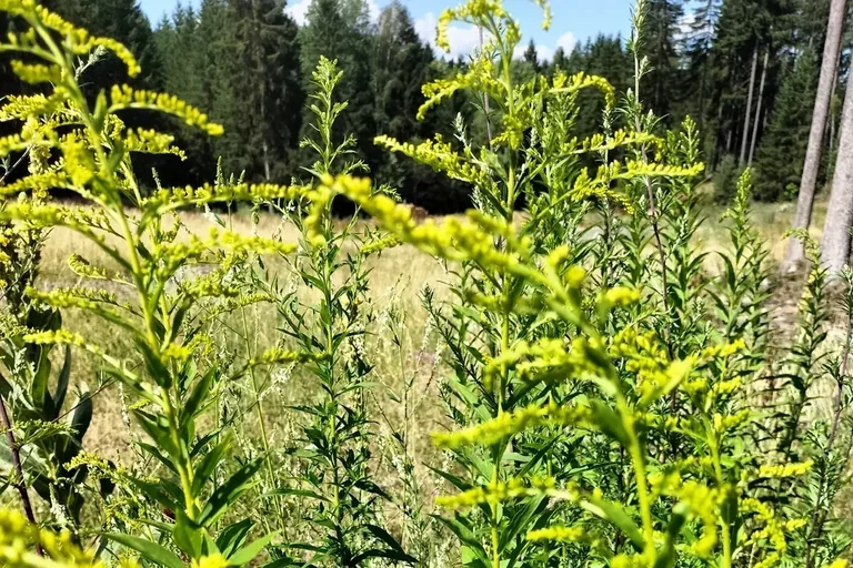 Invasive Goldruten (Solidago spp.) Blühender Bestand invasiver Goldruten (Solidago spp.)