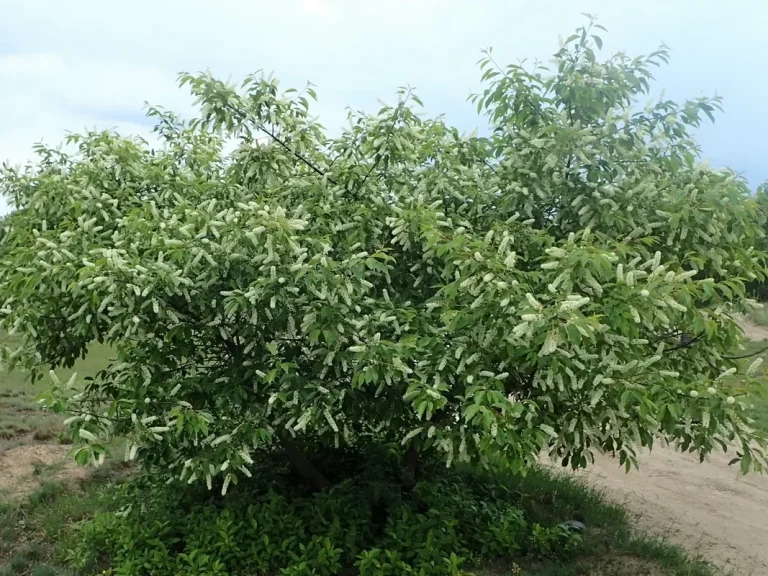 Spätblühende Traubenkirsche (Prunus serotina) Breiter Strauch der Spätblühenden Traubenkirsche (Prunus serotina)