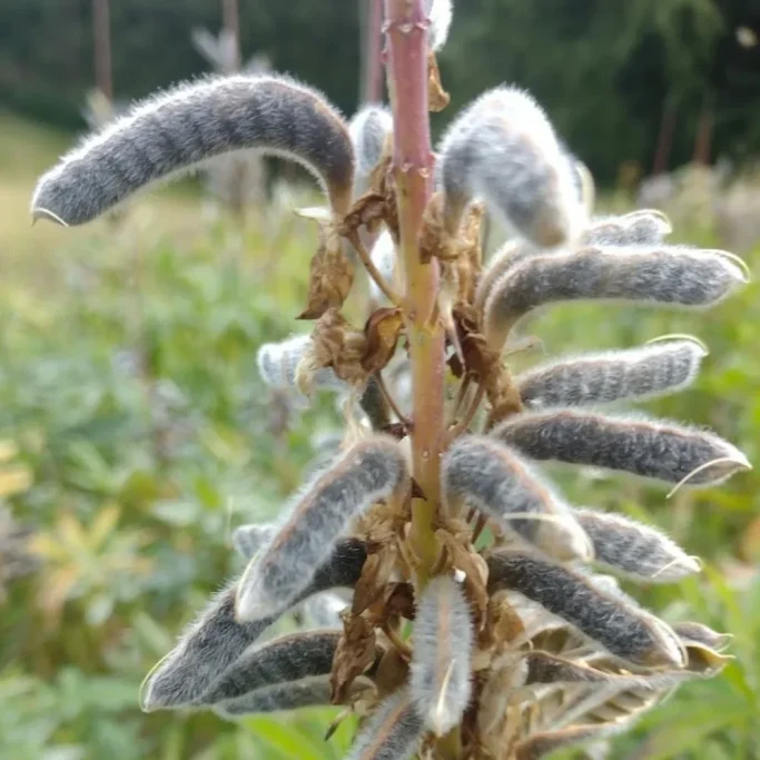 Hülsen der Vielblättrigen Lupine Detailansicht der Hülsen an einer Vielblättrigen Lupine
