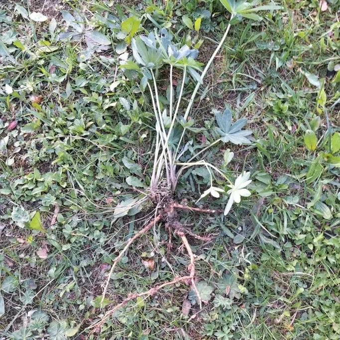 Einzelpflanzenentnahme vor der Blüte Gesamte Pflanze der Vielblättrigen Lupine vor der Blüte mit Wurzelstock