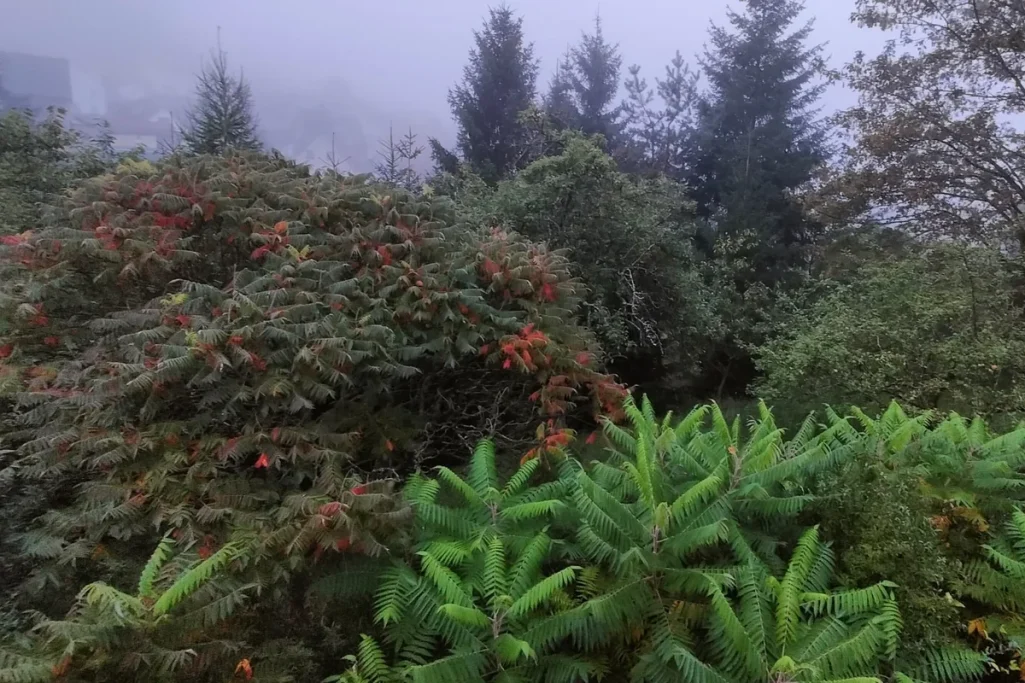 Großer alter Essigbaum mit roten Früchten, daneben junge grüne Triebe