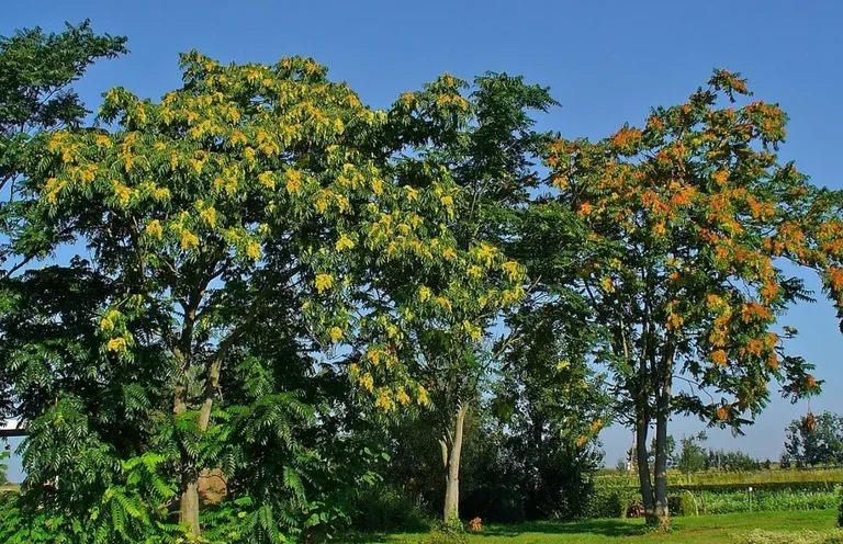 Götterbaum (Ailanthus altissima) Götterbaum (Ailanthus altissima) mit ausladender Baumkrone