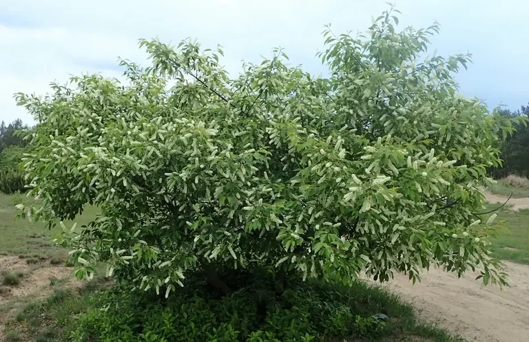 Spätblühende Traubenkirsche (Prunus serotina) Strauch der Spätblühenden Traubenkirsche (Prunus serotina)