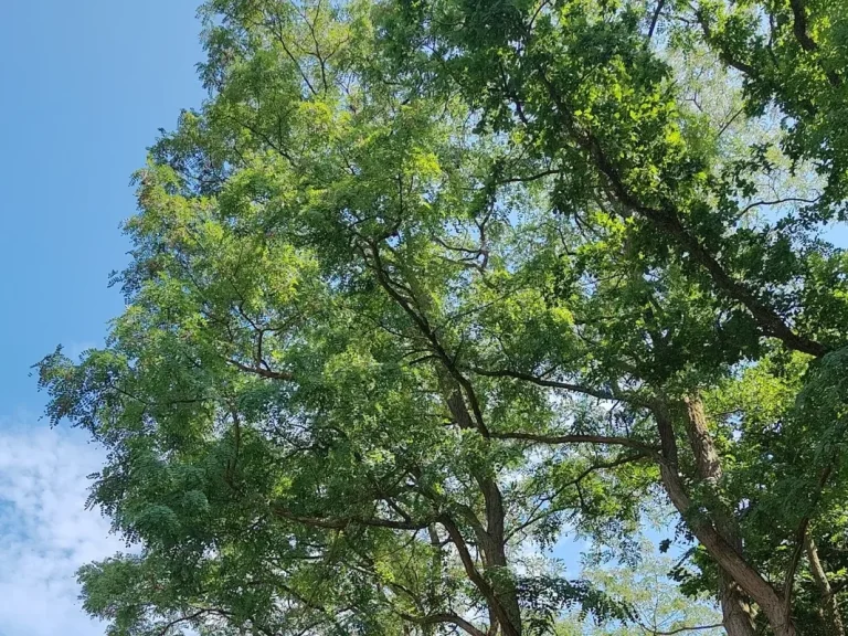 Robinie (Robinia pseudoacacia) Mehrere groß gewachsene Robinien (Robinia pseudoacacia)