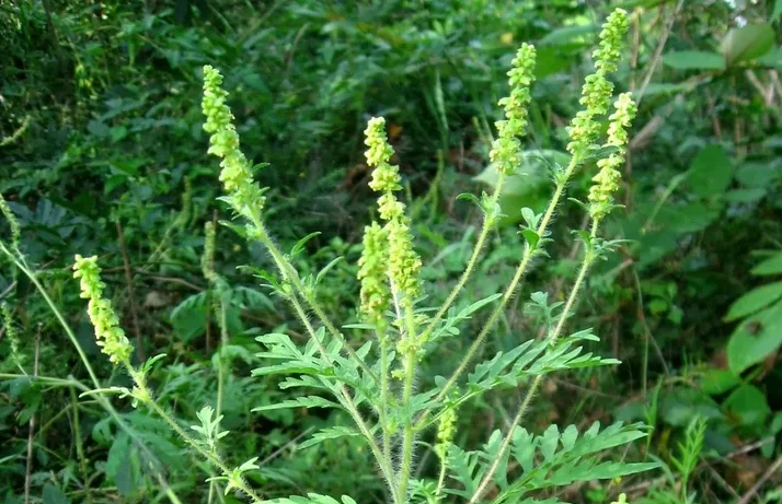 Beifuß-Ambrosie (Ambrosia artemisiifolia) Beifuß-Ambrosie (Ambrosia artemisiifolia) mit charakteristisch gefiederten Blättern