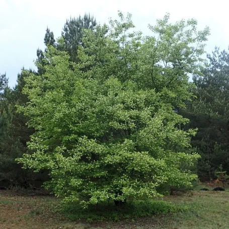 Gesamtansicht Großer Baum der Spätblühenden Traubenkirsche