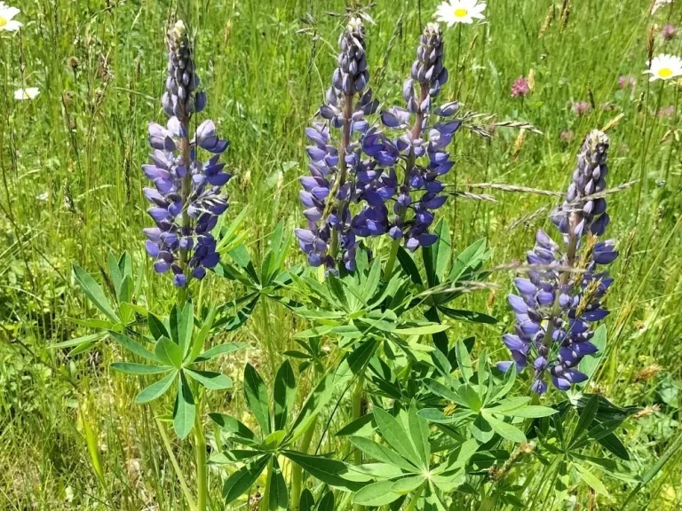Vielblättrige Lupine (Lupinus polyphyllus) Violett blühende Vielblättrige Lupinen