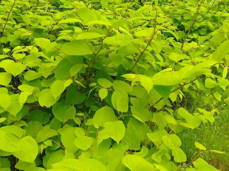 Dichter Bestand des Staudenknöterichs (Fallopia spp.) Dichter Bestand des Staudenknöterichs (Fallopia spp.)