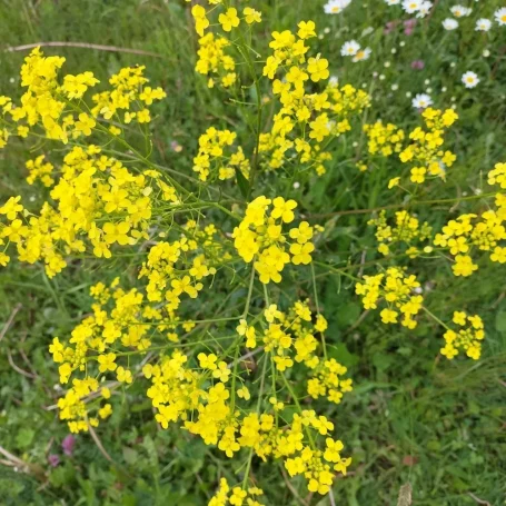 Gelbe Blüten Detailansicht der vielen gelben Blüten des Orientalischen Zackenschötchens von oben.