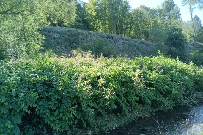 an Flüssen... Flussufer mit dichtem grünem Bewuchs, darunter einige Pflanzen des Drüsigen Springkrauts.
