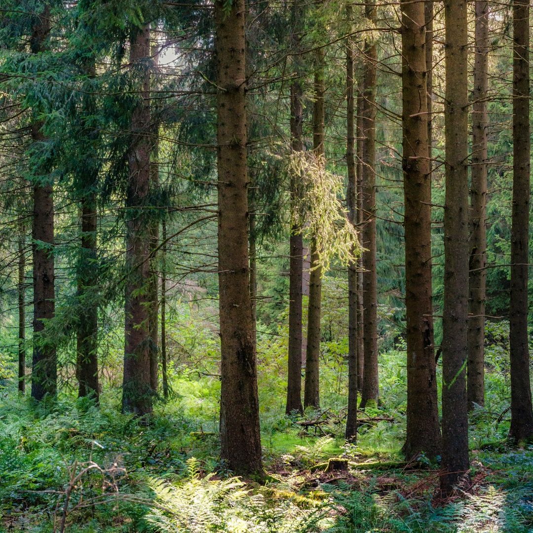 Referenzen FAUN Waldlandschaft als Symbolbild für die Projekte von FAUN Dienstleistungen und FAUN Bildung
