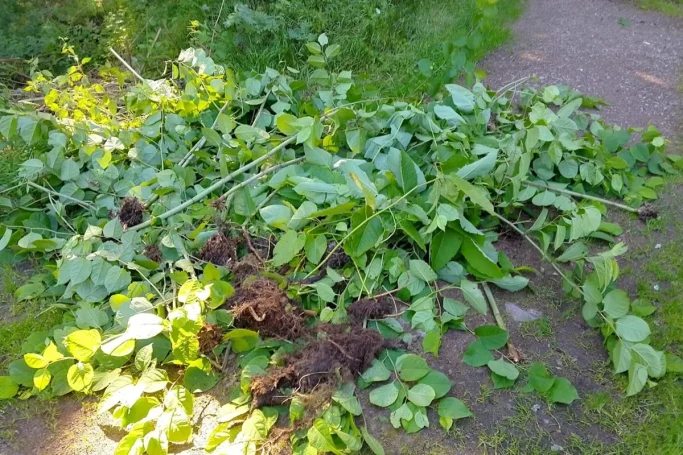 Einzelpflanzenentnahme Ausgegrabener Einzelpflanzen des Staudenknöterichs mit Wurzel