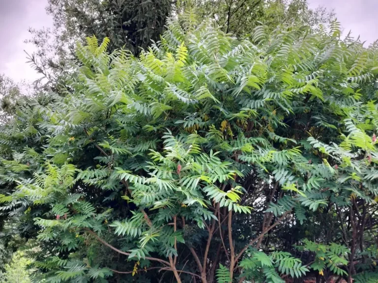 Großer Essigbaum (Rhus typhina)
