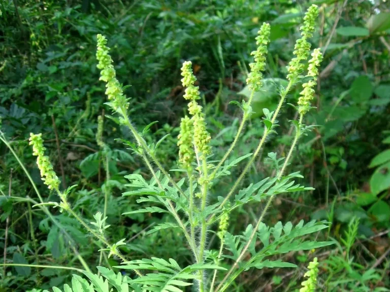 Beifuß-Ambrosie (Ambrosia artemisiifolia) Ausschnitt der Beifuß-Ambrosie (Ambrosia artemisiifolia)
