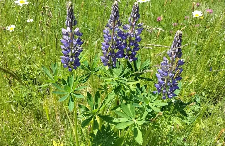 Vielblättrige Lupine (Lupinus polyphyllus) Vielblättrige Lupine (Lupinus polyphyllus) mit violetten Blüten