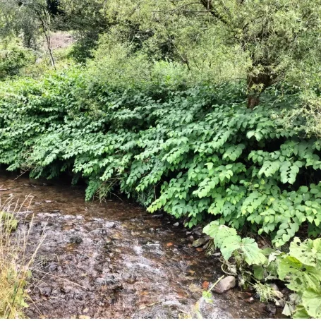 Verdrängung der Ufervegetation Dichter Bestand des Staudenknöterichs an einem Bachufer