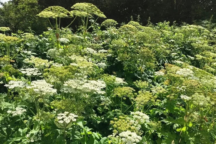 Riesen-Bärenklau (Heracleum mantegazzianum) Dichter Bestand aus Riesen-Bärenklau (Heracleum mantegazzianum)