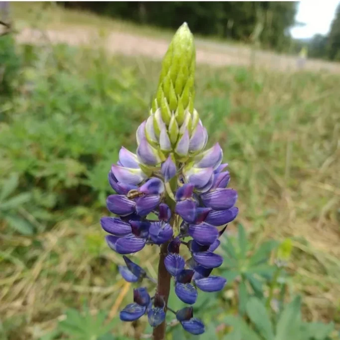 Kerzenförmige Blüte der Vielblättrigen Lupine Aufrechte, kerzenförmige violette Blüte der Vielblättrigen Lupine