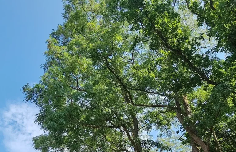 Robinie (Robinia pseudoacacia) Robinie (Robinia pseudoacacia) mit gefiederten Blättern
