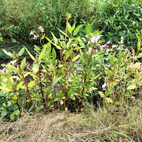 Wuchsform Mehrere Pflanzen des drüsigen Springkrauts mit hohlem, saftigen Stängel und rosa Blüten.