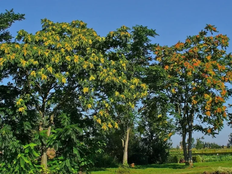 Götterbaum (Ailanthus altissima) Mehrere große Bäume des Götterbaums mit gelben und roten Blüten