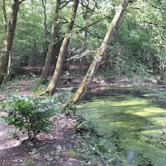 Problematische Ausbreitung des Kirschlorbeers Kleine Kirschlorbeer-Pflanze in einem Wald neben einem Gewässer