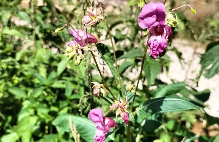 Drüsiges Springkraut (Impatiens glandulifera) Drüsiges Springkraut (Impatiens glandulifera) mit rosafarbenen Blüten
