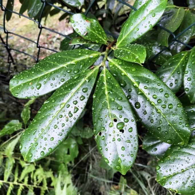 Glänzende, ledrige Blätter des Kirschlorbeers Detailaufnahme der glänzenden, dunkelgrünen, ledrigen Blätter des Kirschlorbeers