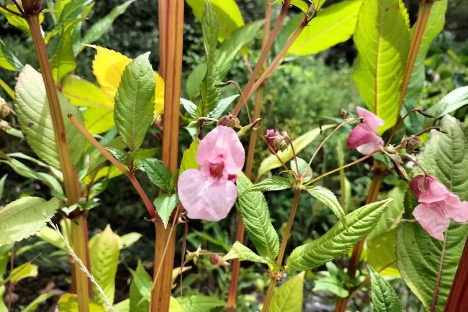 Helmförmige Blüten Detailaufnahme der helmförmigen rosa Blüte des Drüsigen Springkrauts