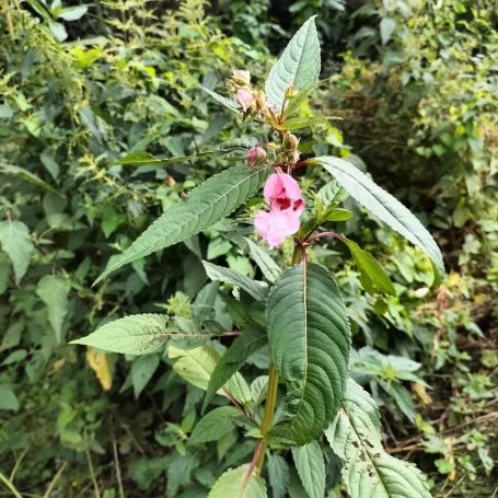 Scharf gesägte Blätter Drüsiges Springkraut mit lanzettlichen, scharf gesägten Blättern und rosa, helmförmigen Blüten.
