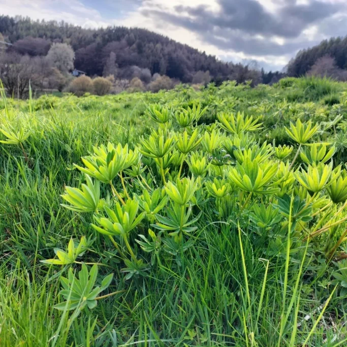Handförmig zusammengesetzte Blätter der Lupine Handförmig zusammengesetzte Blätter der Lupine mit schmalen Fiederblättchen