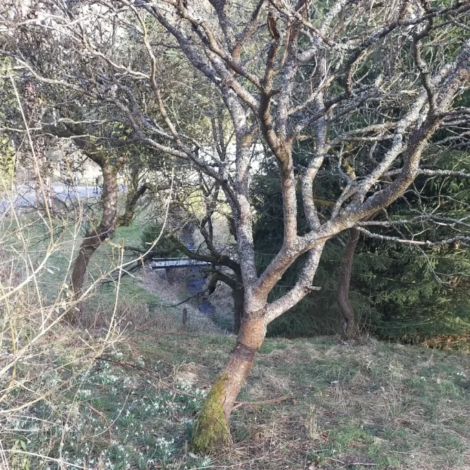 Geringelter Essigbaum ohne Blätter