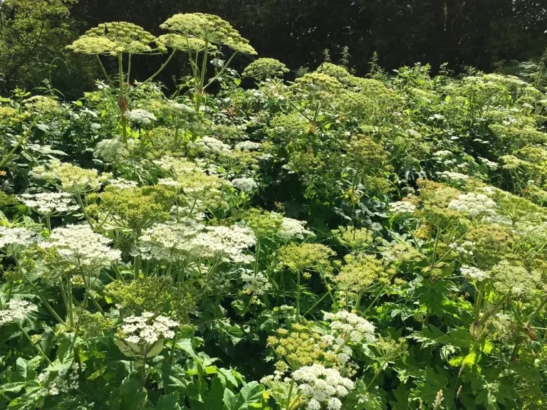 Riesen-Bärenklau (Heracleum mantegazzianum) Bestand des Riesen-Bärenklau mit großen weißen Blütendolden