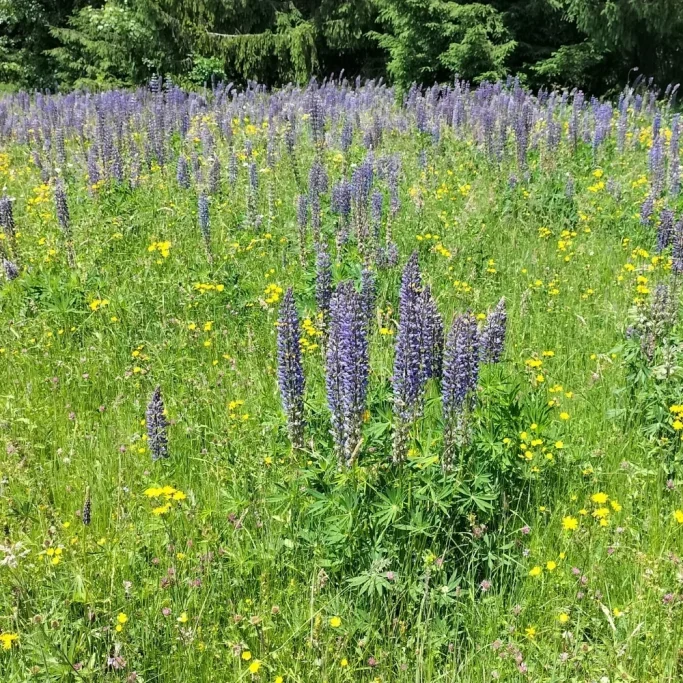 Ausbreitung der Vielblättrigen Lupine Blühende Bergwiese mit vielen Pflanzen der Vielblättrigen Lupine