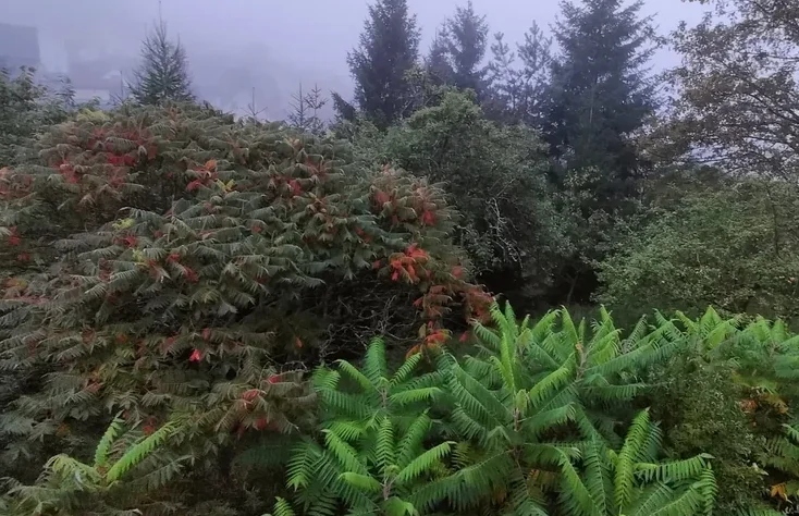 Essigbaum (Rhus typhina) Essigbaum (Rhus typhina) mit gefiederten Blättern und jungen Trieben