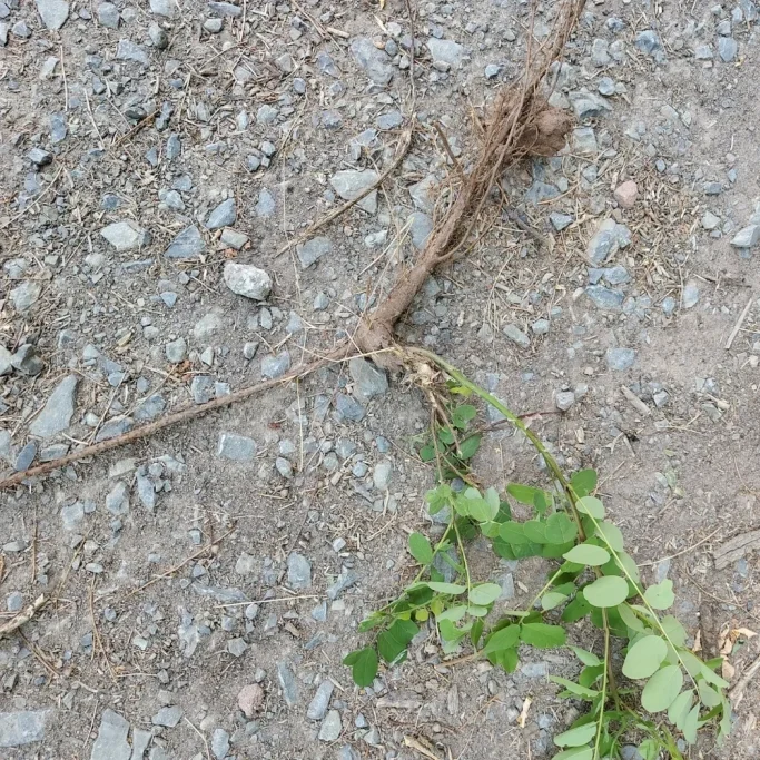 Entfernung von Jungpflanzen mit Wurzelstock Ausgegrabene Jungpflanze der Robinie einschließlich Wurzelstock