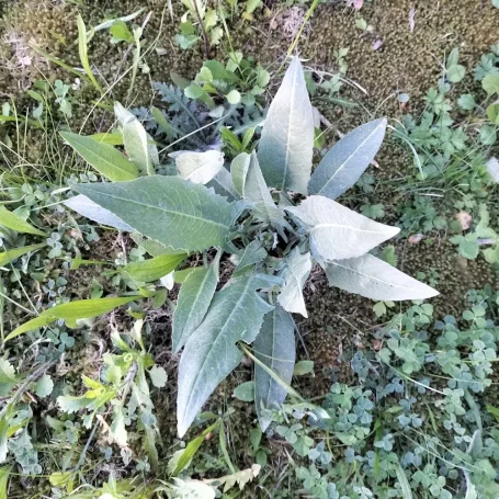 Blattrosette Blattrosette des Orientalischen Zackenschötchens von oben.